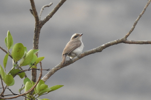 Common Woodshrike (Tephrodornis pondicerianus), photo 8