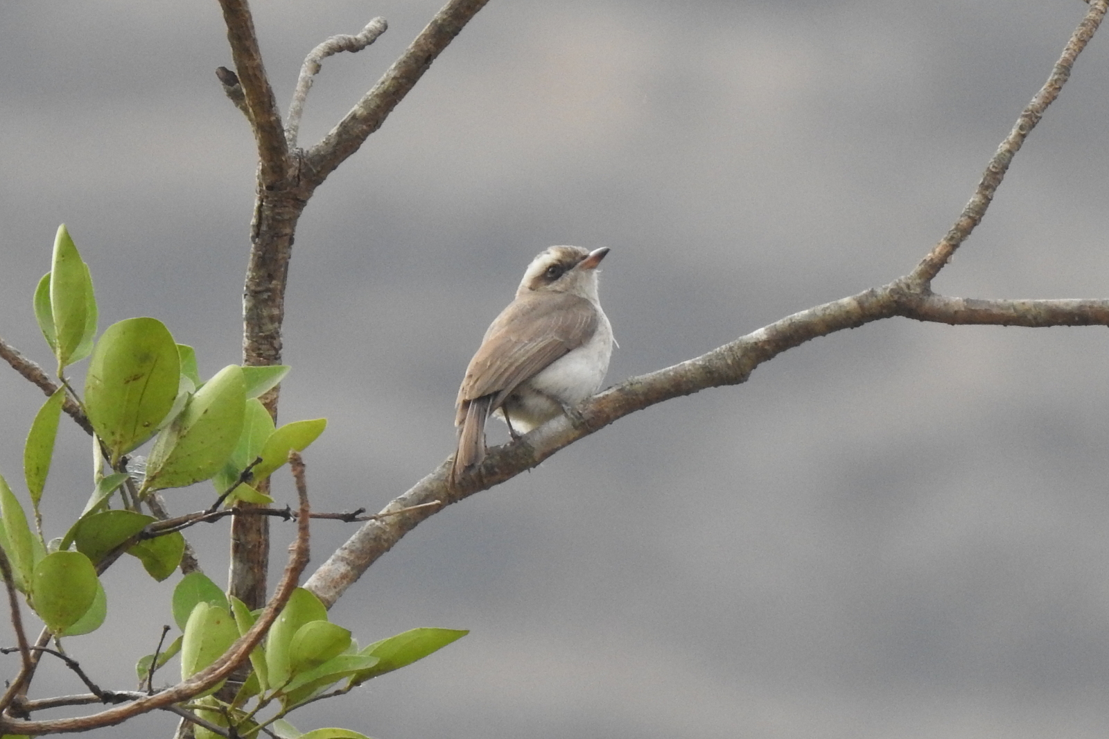 Common Woodshrike (Tephrodornis pondicerianus), photo 6