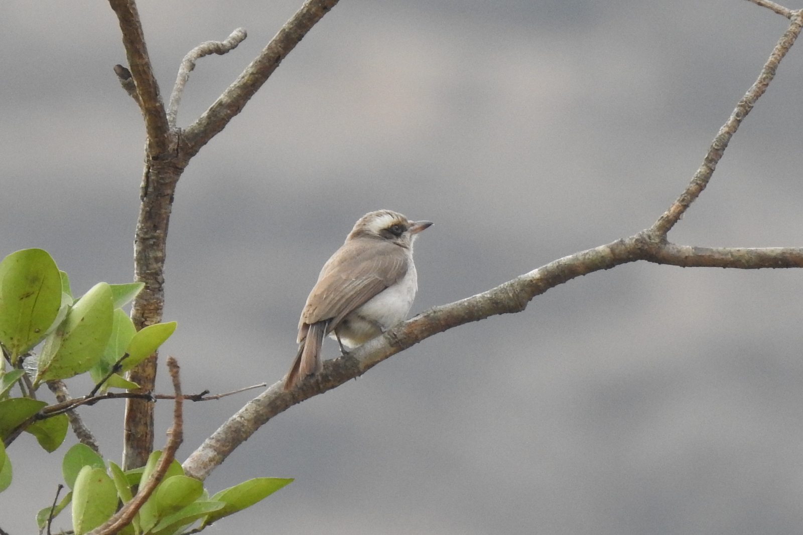 Common Woodshrike (Tephrodornis pondicerianus), photo 7