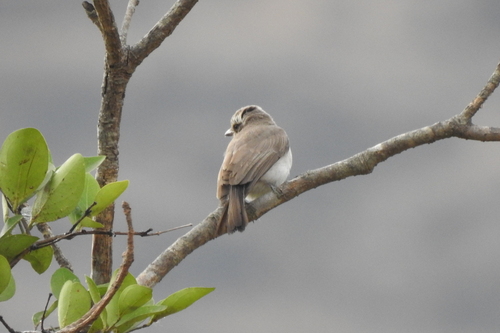 Common Woodshrike (Tephrodornis pondicerianus), photo 10