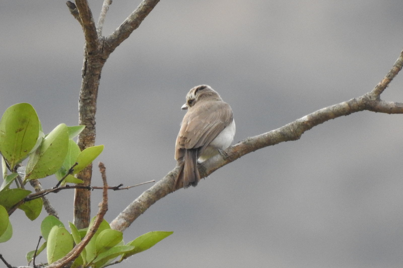 Common Woodshrike (Tephrodornis pondicerianus), photo 8