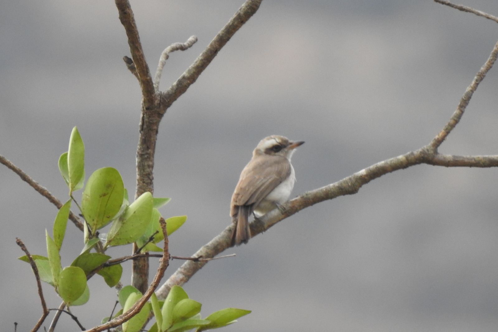 Common Woodshrike (Tephrodornis pondicerianus), photo 9