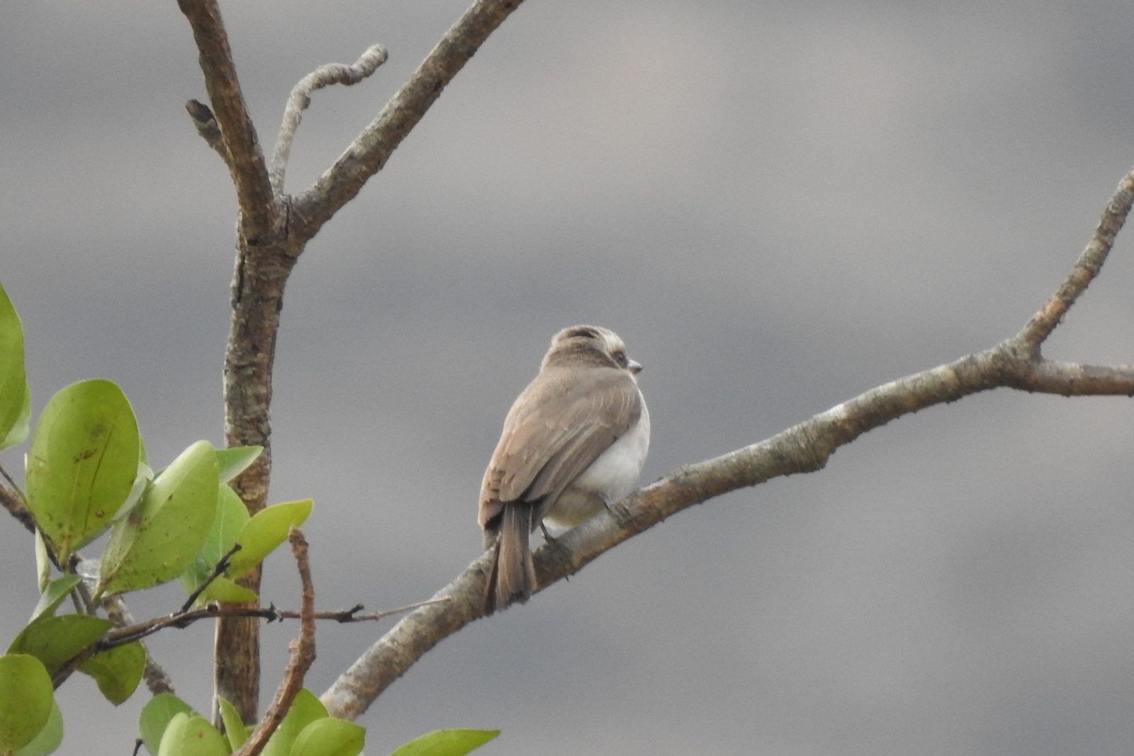 Common Woodshrike (Tephrodornis pondicerianus), photo 10