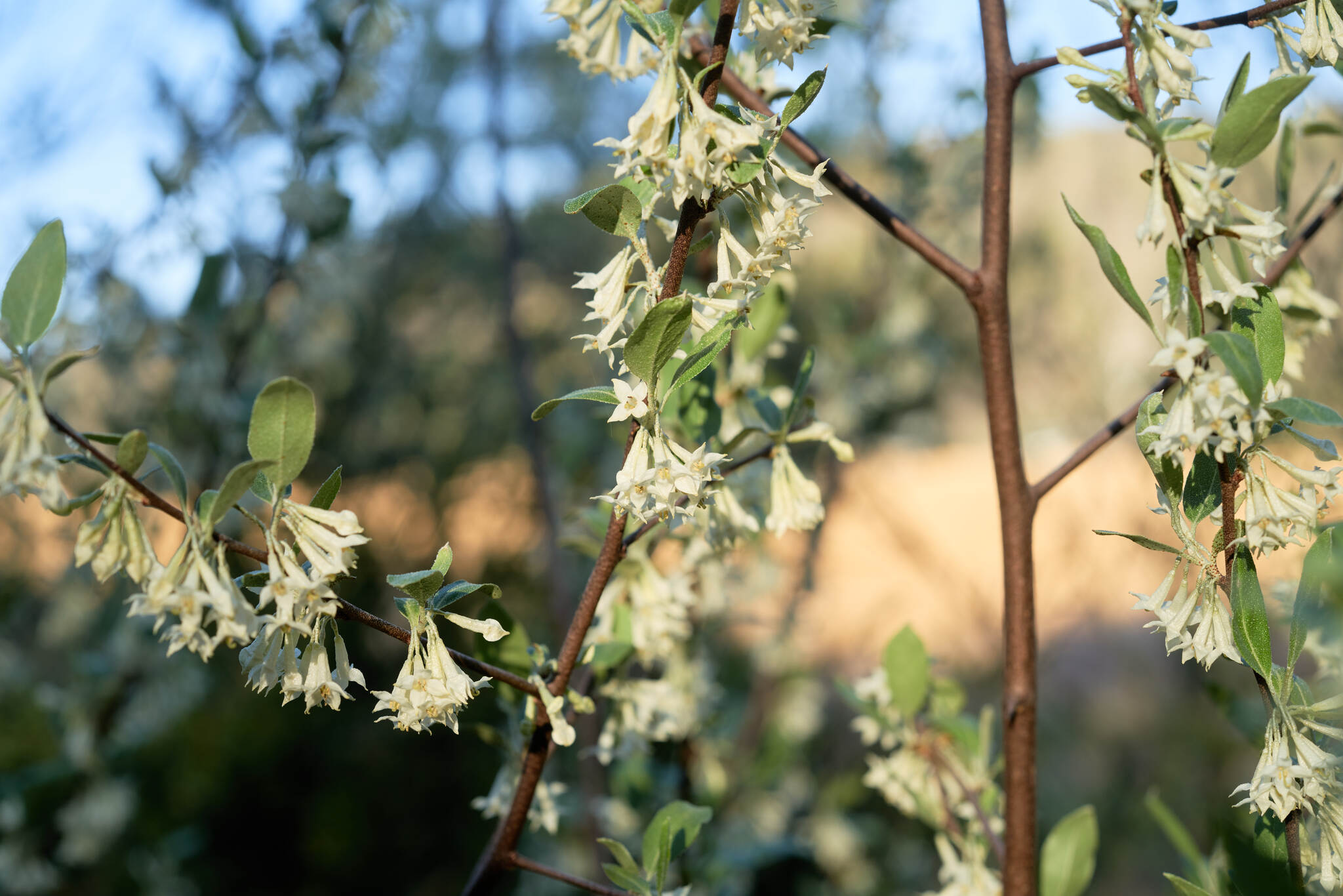 Autumn Olive (Elaeagnus umbellata)