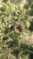 Condalia correllii