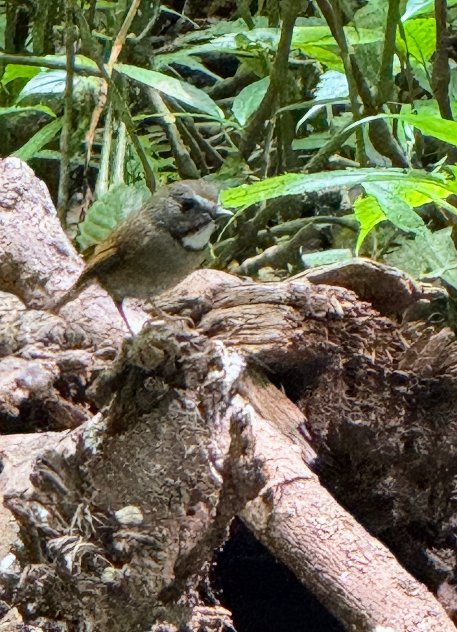 White-gorgeted Flycatcher (Anthipes monileger), photo 3