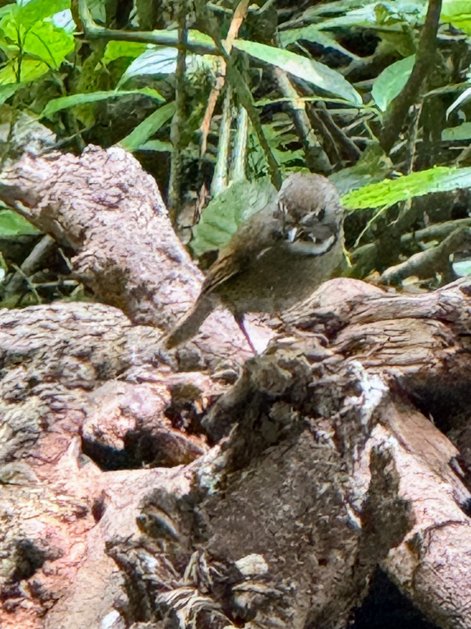 White-gorgeted Flycatcher (Anthipes monileger), photo 4