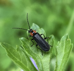 Rhagonycha lineola