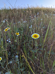 Layia gaillardioides
