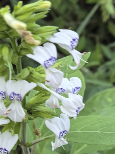 White Ribbon Flower (Hypoestes forskaolii)