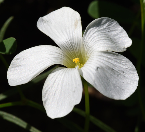 Windmill Sorrel (Oxalis smithiana)