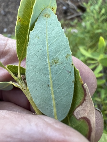 huckleberry oak (Quercus vacciniifolia)