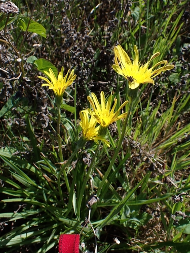 Viper's-grass (Scorzonera humilis)