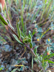 Layia gaillardioides