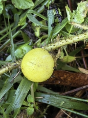 Solanum aculeatissimum, photograph author not stated, no rights reserved