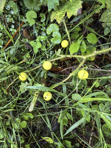 Solanum aculeatissimum, photograph 6