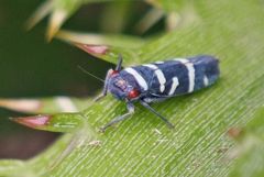 Balacha melanocephala