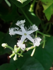 Trichosanthes cucumerina, photograph (c) Stuart Cable, some rights reserved (CC BY)