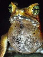 Ingerophrynus celebensis