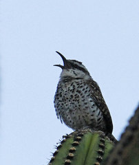 Campylorhynchus jocosus