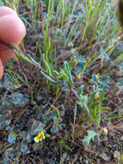 Layia gaillardioides