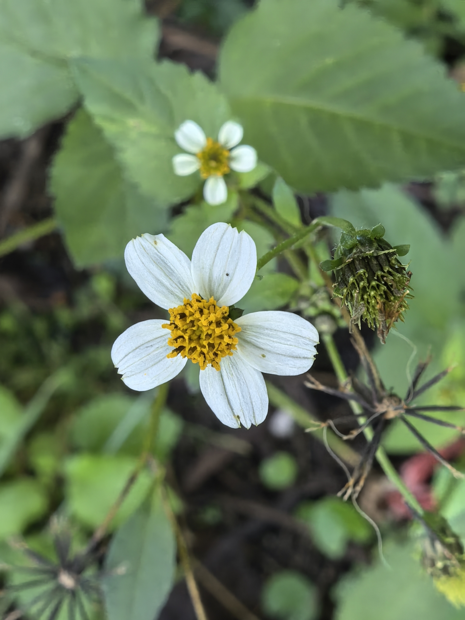 Hairy Beggarticks (Bidens pilosa)