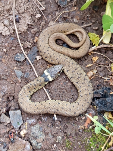 Iberian Grass Snake