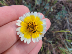 Layia gaillardioides