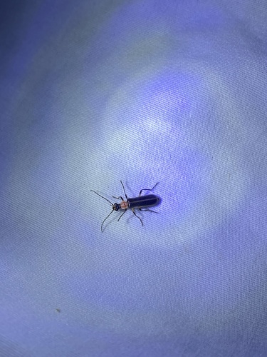 Podabrus quadratus