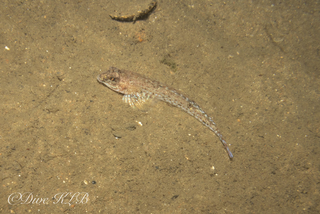 Spotted dragonet (Callionymus maculatus) — Callionymidae