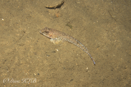 Spotted dragonet (Callionymus maculatus) — Callionymidae