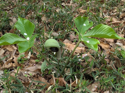 Japanese cobra lily (Arisaema ringens)