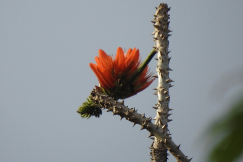 Indian coral tree (Erythrina variegata)