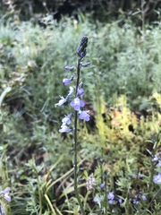 Nuttallanthus canadensis