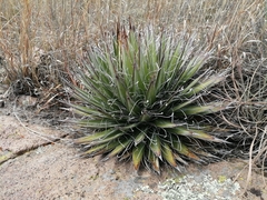 Agave filifera