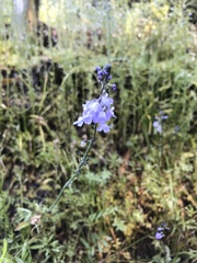 Nuttallanthus canadensis