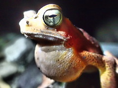 Ingerophrynus celebensis