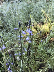 Nuttallanthus canadensis