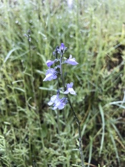 Nuttallanthus canadensis
