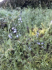 Nuttallanthus canadensis