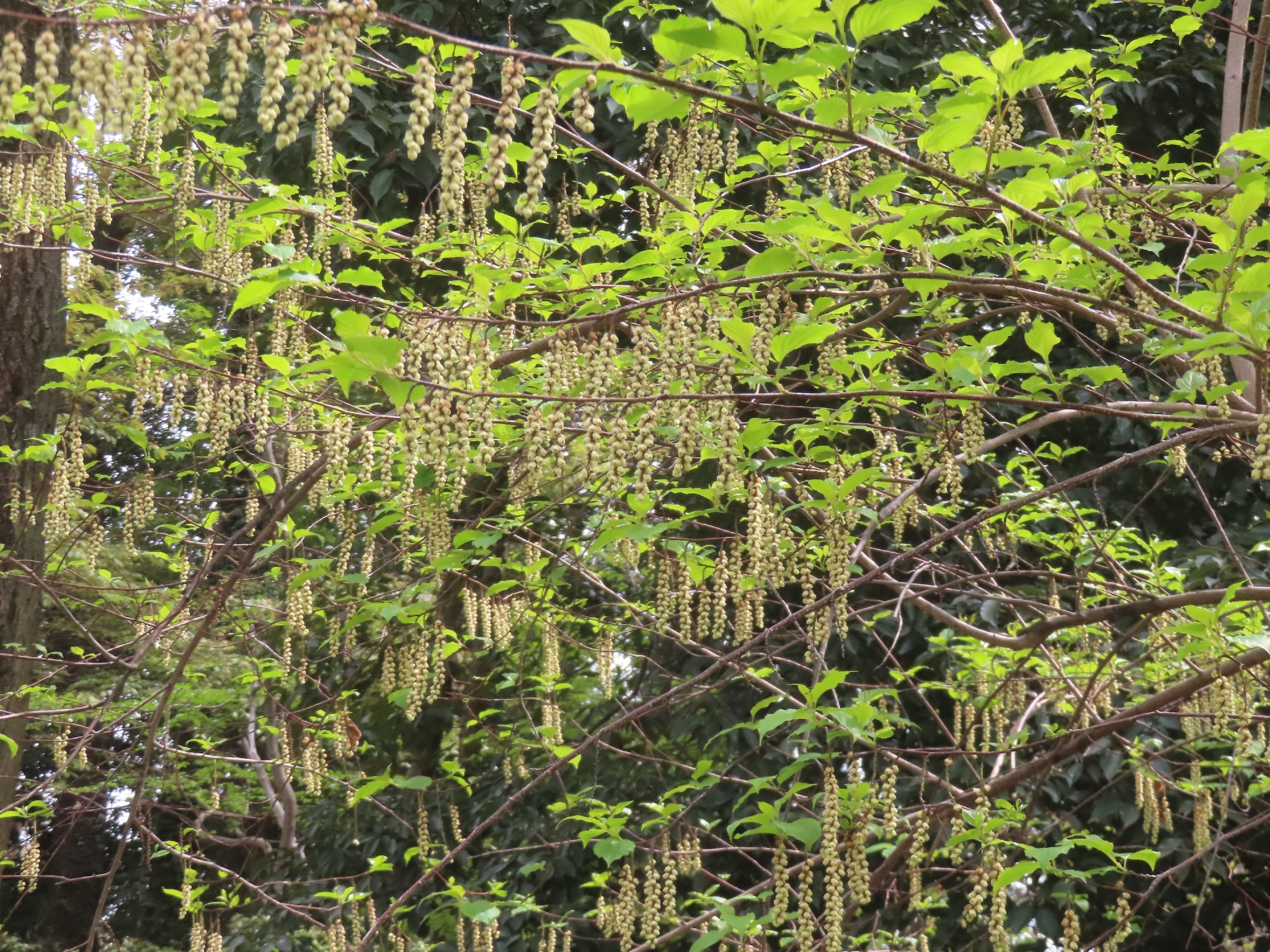 Stachyurus Praecox (Stachyurus praecox)