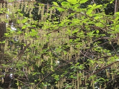 (c) mami_t_t, some rights reserved (CC BY) Stachyurus praecox, photograph (c) mami_t_t, some rights reserved (CC BY)