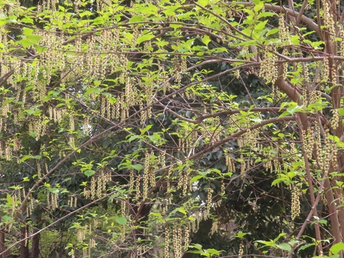 Stachyurus praecox, photograph 4