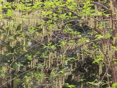 (c) mami_t_t, some rights reserved (CC BY) Stachyurus praecox, photograph (c) mami_t_t, some rights reserved (CC BY)
