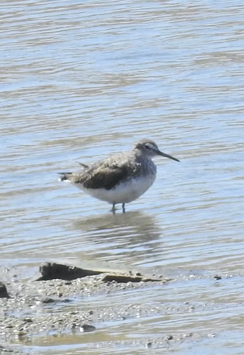 Green Sandpiper