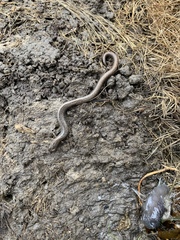 Batrachoseps gregarius