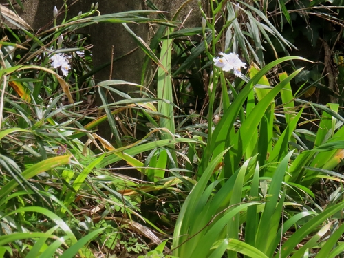 Iris japonica (Iris japonica)