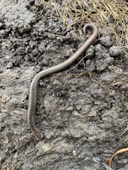 Batrachoseps gregarius