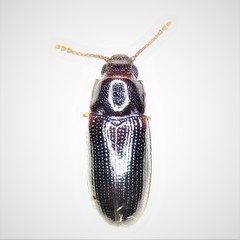 Pharaxonotha kirschii