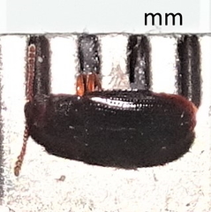 Pharaxonotha kirschii